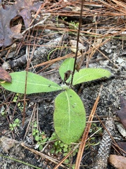 Hieracium megacephalon