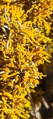 Dufourea flammea