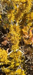 Dufourea flammea