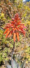 Aloe perfoliata