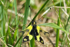 Libelloides macaronius