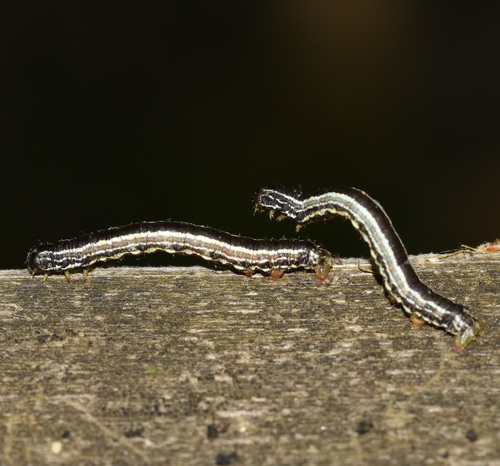 Fall Cankerworm Moth