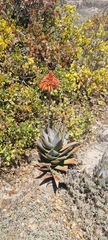 Aloe perfoliata