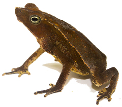 Rhinella alata