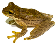 Smilisca phaeota
