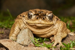 Rhinella arunco