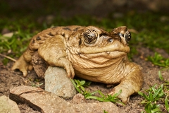 Rhinella arunco