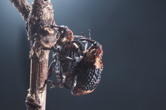 Eucryptorrhynchus scrobiculatus