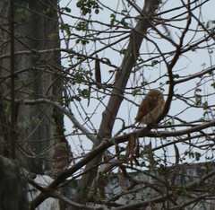 Glaucidium peruanum