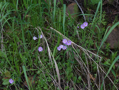 Primula nutans