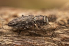 Anthaxia sculptipennis