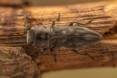 Anthaxia sculptipennis