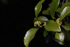Dendrotrophe varians