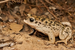 Rhinella arunco