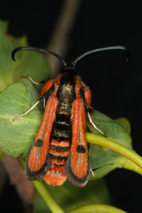 Chamaesphecia anthraciformis