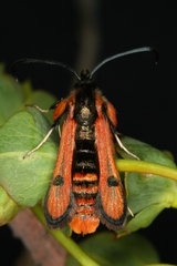 Chamaesphecia anthraciformis
