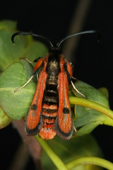 Chamaesphecia anthraciformis