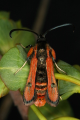 Chamaesphecia anthraciformis