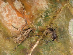 Phloeobius