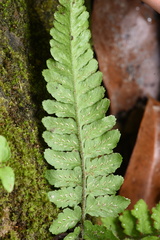 Diplazium pullingeri
