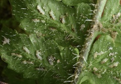 Diplazium pullingeri