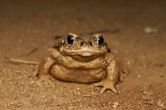 Rhinella arunco