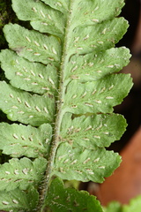 Diplazium pullingeri
