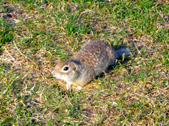 Spermophilus suslicus
