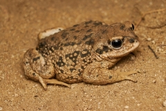 Rhinella arunco
