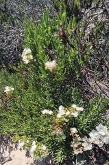 Ruschia tumidula