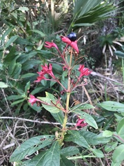 Clerodendrum indicum