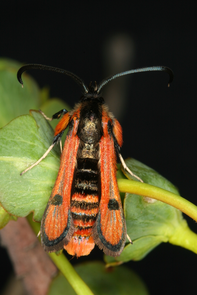 Chamaesphecia anthraciformis