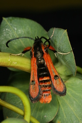 Chamaesphecia anthraciformis