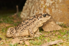 Rhinella arunco