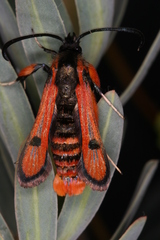 Chamaesphecia anthraciformis