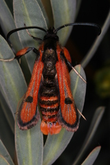 Chamaesphecia anthraciformis