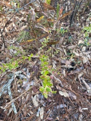 Vaccinium myrsinites