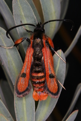 Chamaesphecia anthraciformis