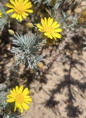 Leysera gnaphalodes