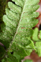 Diplazium pullingeri
