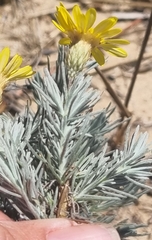 Leysera gnaphalodes