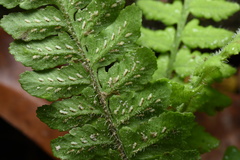 Diplazium pullingeri
