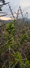 Gymnosporia buxifolia