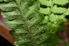Diplazium pullingeri