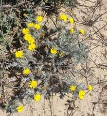Leysera gnaphalodes