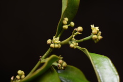 Dendrotrophe varians