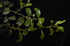 Dendrotrophe varians