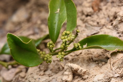 Dendrotrophe varians