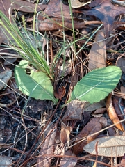 Berlandiera subacaulis