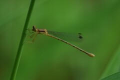 Lestes rectangularis